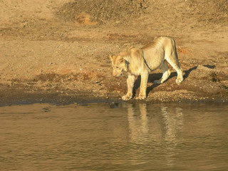 a young lion thinks about testing the water in masai mara, kenya