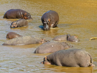 high angle view of a hippo herd in a river in masai mara, kenya