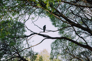 Bird and tree braches silhouettes, spring summer season, nature background. 