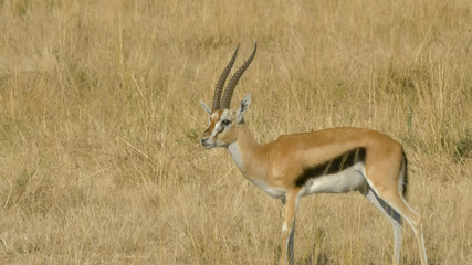 a thompson's gazelle buck grooming in masai mara
