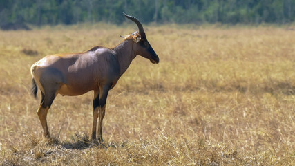 close up of a topi antelope standing in masai mara game reserve