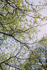 Fresh green spring leaves on blue sky background, nature pattern. 