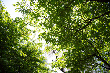 ビルの中の自然