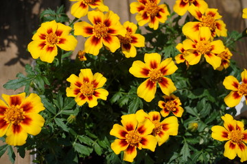 「マリーゴールド」