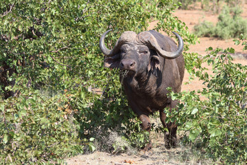 Kaffernbüffel / Buffalo / Syncerus caffer