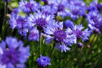 Obraz premium 「ヤグルマギク」