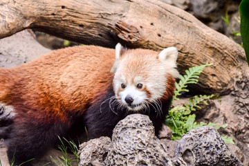 Red Panda Firefox Mammal Animal