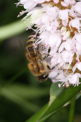 Honeybee on the flower of meadows knotweed