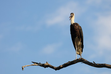 Wollhalsstorch / Woolly-necked stork / Ciconia episcopus