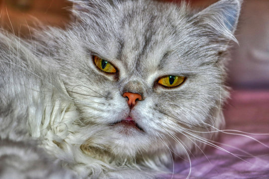 Dieses einzigartige Bild zeigt eine Chinchilla-Perserkatze namens Lucy. Sie können ihre schönen Augen deutlich sehen
