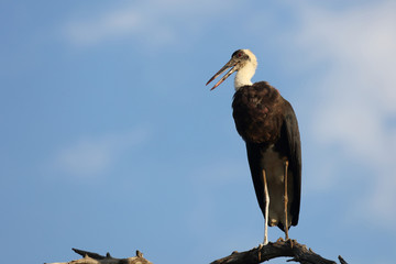 Wollhalsstorch / Woolly-necked stork / Ciconia episcopus