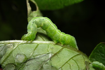 Cabbage White Butterfly Caterpillar
