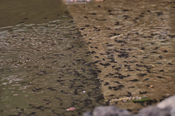 オタマジャクシの大群