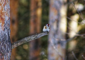 Forest Bird , goldfinch, sitting on a broken branch of pine