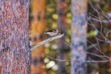 Forest Bird , Grosbeak sit on the branch of a pine in winter
