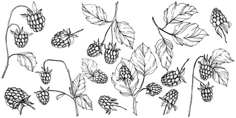 Vector Raspberry healthy food isolated. Black and white engraved ink art. Isolated berries illustration element.