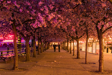 Stockholm, Sweden The cherry blossoms in the Kungstradgarden park, or Kingäs Garden.