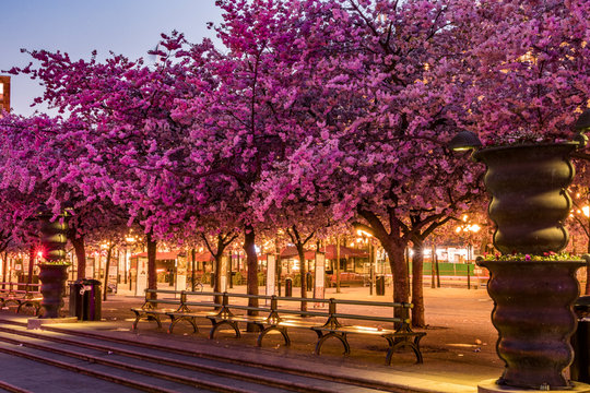 Stockholm, Sweden The cherry blossoms in the Kungstradgarden park, or King&auml;s Garden.