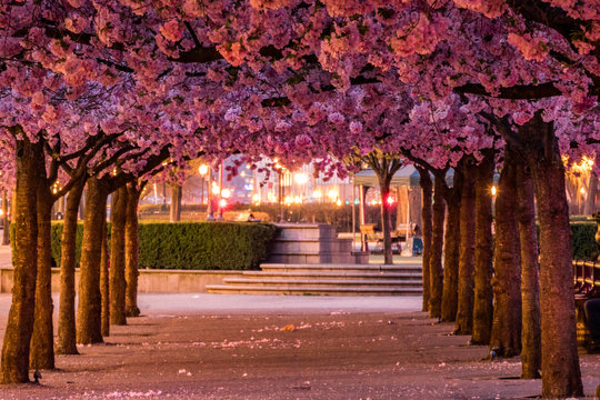 Spring No Copyright Free Spring Images – Browse 43,619 Free Stock Photos, Vectors, and ...