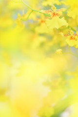 Nature background of yellow orchid flowers in the garden during summer day with sunlight and blur bokeh background.