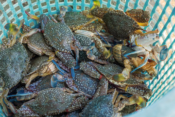 Alive Fresh Crab in the Plastic Basket in the Fisherman Village Market