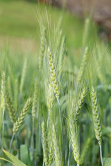 Fototapeta premium Green wheat in cultivated agricultural field.