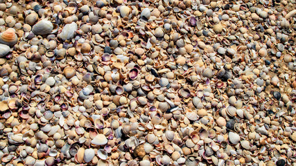 Sea Shells Seashells - variety of sea shells from beach - panoramic - with large scallop shell.