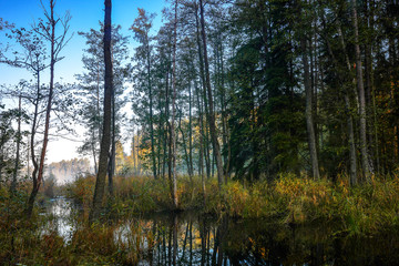 Fototapeta na wymiar autumn morning in the Masurian forests