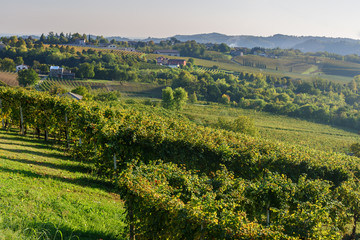 Fototapeta na wymiar Vineyard for production of Prosecco wine grapes in Conegliano. Italy