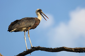 Wollhalsstorch / Woolly-necked stork / Ciconia episcopus