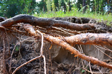 the roots of the pine trees sticking out of the sandy soil