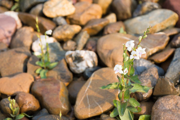 Various color river rocks And there is grass following the boundary of the stone. Background