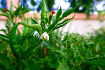 Green peppers and chili trees