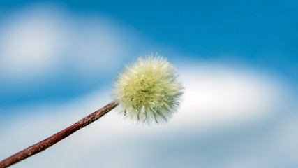 white dandelion on a background of blue tinted sky