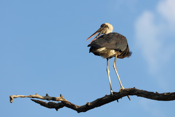 Wollhalsstorch / Woolly-necked stork / Ciconia episcopus
