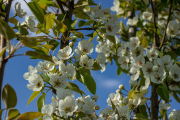 Spring flowers of an apple tree at clear bly sky. Frozen tree flowers after frost.