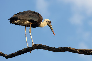Wollhalsstorch / Woolly-necked stork / Ciconia episcopus