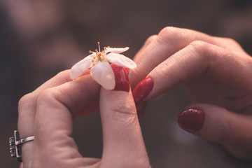 Obraz premium White spring flower from a tree in female beautiful hands with a red manicure on nails. Natural beauty