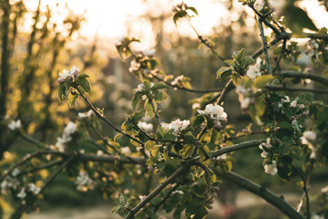 Spring flowers of an apple tree at sunset. Frozen tree flowers after frost.