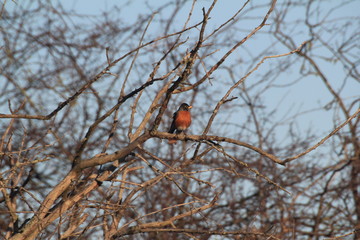 Bird