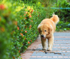Golden Retriever Dog Walking Happily Outdoor
