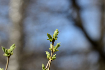 Fresh new green leaves on a branches close up in a springtime
