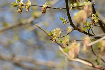 Fresh new green leaves on a branches close up in a springtime
