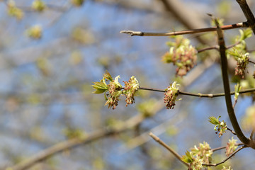 Fresh new green leaves on a branches close up in a springtime