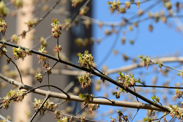 Fresh new green leaves on a branches close up in a springtime