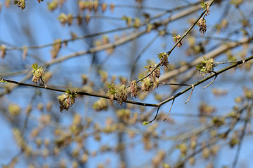 Fresh new green leaves on a branches close up in a springtime