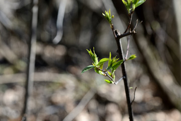 Fresh new green leaves on a branches close up in a springtime