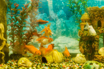 Multicolored fish in the aquarium. Goldfish in freshwater aquarium with green beautiful planted tropical. fish in freshwater aquarium with green beautiful planted tropical. toned