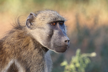 Bärenpavian / Chacma Baboon / Papio ursinus.