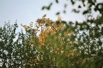 tree in spring